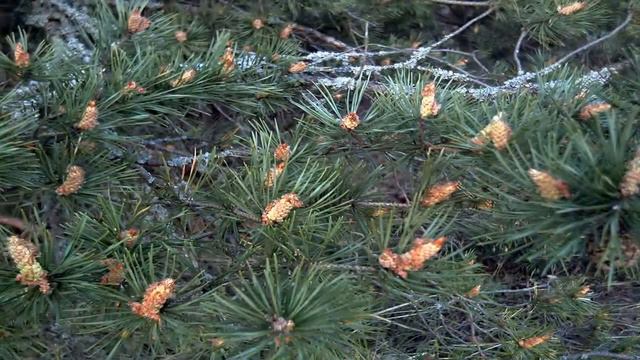 Незабываемые Трели Соловья фильм4 / Nightingale Singing to Relax смотреть онлайн