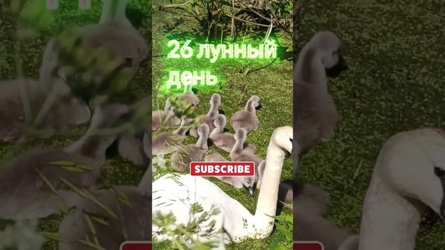 26 лунные  сутки?Привлекаем деньги с луной || Рекомендации на 26 лунный день