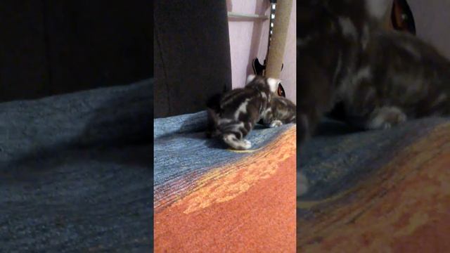 Бенгальские котята редкого окраса.  Мрамор минк.