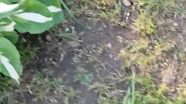 Муравьи и тля на даче теряем урожай. смотреть онлайн