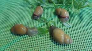 ЛЕЧЕБНОЕ ПИТАНИЕ ДЛЯ УЛИТОК Tradescantia  И МЕГАЛОБУЛИМУСЫ ОБЛОНГУСЫ ( ПИТОМНИК "МАРИ МИСТИК" )