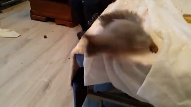 Белки в домашних условиях