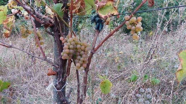 Виноград GM 318-57/ Алан 3 сложный межвидовой гибрид винограда технического направления. смотреть онлайн