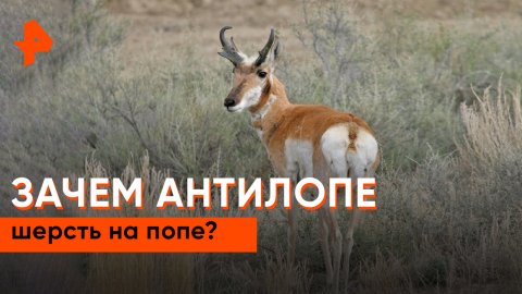 Зачем антилопе шерсть на попе? — Знаете ли вы, что?