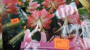 Лилии МАРТАГОНЫ и новые сорта.