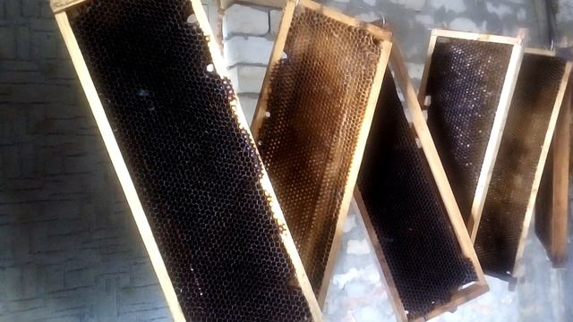 Как сохранить соты (сушь) на 100% от восковой моли. смотреть онлайн