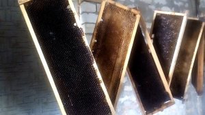 Как сохранить соты (сушь) на 100% от восковой моли.