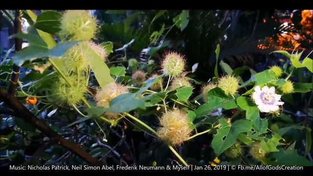 Stinking Passionfruit Flower | Wild Passiflora (Passiflora foetida) | Timelapse: 7 hrs in 7 min смотреть онлайн