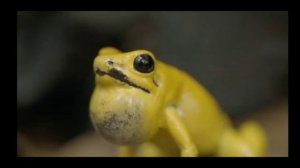 Смертельная Амазонка