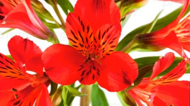 Альстремерия 2017 года