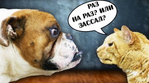 Почему КОШКИ и СОБАКИ постоянно дерутся?