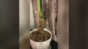 Алоказия крупнокорневая. Мой опыт размножения боковыми почками и прикорневыми детками