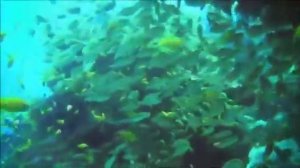 Камиль Сен Санс    Аквариум  Тайны подводного мира