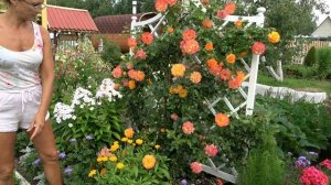 6 соток 3 августа 2023 года. Хроника.