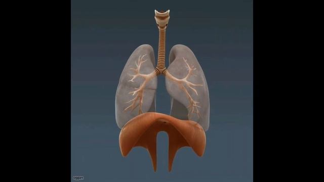 ДИАФРАГМА. О правильном дыхании певца и здорового человека смотреть онлайн