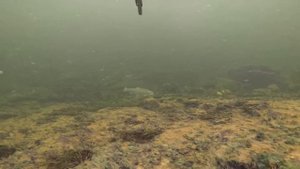 ПОДВОДНАЯ ОХОТА НА КОЛЬСКОМ ПОЛУОСТРОВЕ 2019. Полярные Зори.