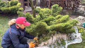 Стрижка в апреле можжевельника горизонтального(Украина)