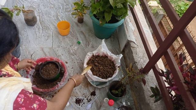 @Croton a lucky plant ? collars and #mooruk flower #youtibe# video смотреть онлайн