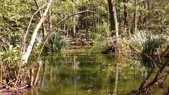 ?Сон в тропическом лесу? Медитация.? Релакс?Спокойная музыка смотреть онлайн