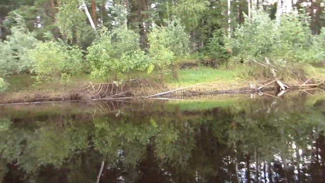 Массовая гибель рыбы! Свердловская область. р. Тавда 23.07.2022г. смотреть онлайн
