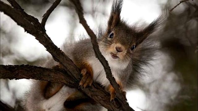 Эвенкийская сказка "Собаки и человек" смотреть онлайн