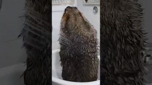 попу мыть попу мыть надо каждый день