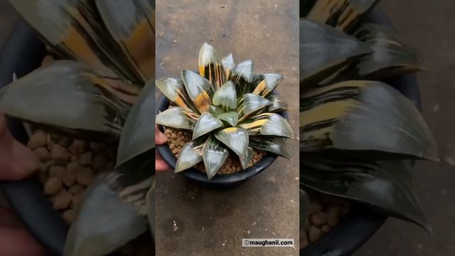 Haworthia cv ‘Pumpkin Spice’ #rennyshaworthia, https://sales.maughanii.com