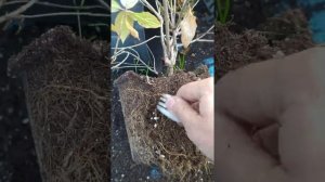 Почему не растет гортензия? Основная ошибка при посадке!
