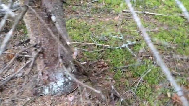 Змея смотреть онлайн