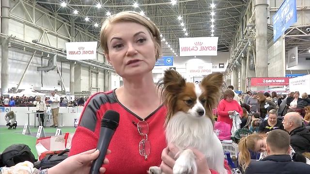 Папийон, континентальный той-спаниель - лучшая собака для семей с детьми. смотреть онлайн