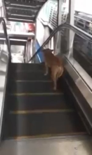 Собака прогуливается по эскалатору