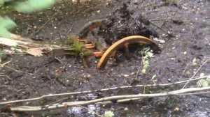 Подъем техники вов