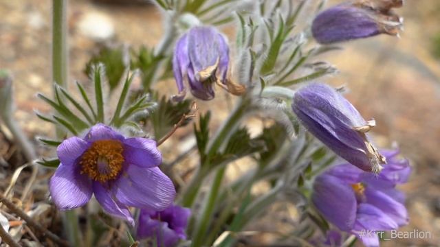 подснежники или Сон-трава? смотреть онлайн