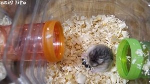 Дом из бутылок для хомяка. Дом мини лабиринт.