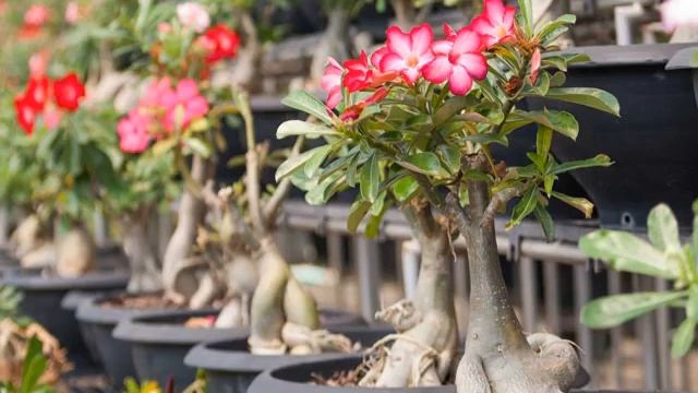 Цветок адениум — уход в домашних условиях смотреть онлайн