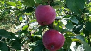 яблоня Жемчужина Киева