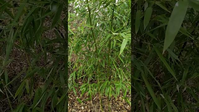 Экзотическое растение ?? : Бамбук.Интересные факты. / Exotic plant : Bamboo. Interesting facts.