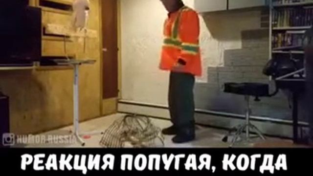 Попугай защитник)))) смотреть онлайн