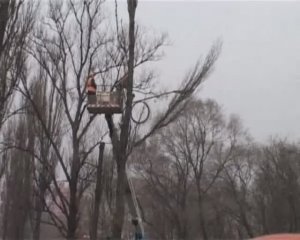 Тополиная аллея.