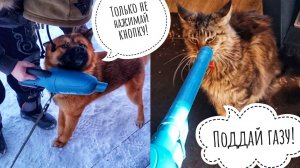 Реакция на пылесос Пса Кубика и Кошки Морошки.  Кто самый смелый?