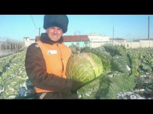 В ИК 37 ЯЯ вырастили рекордный урожай капусты