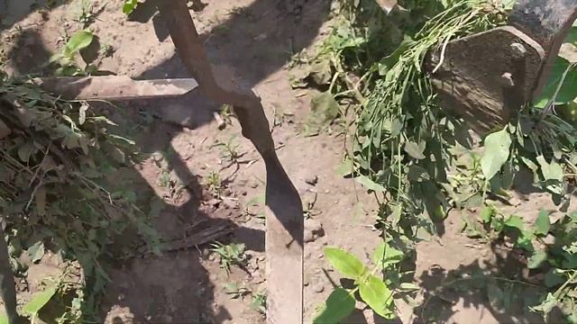 Прополка соняха, лапи-лапи з бритвами? смотреть онлайн