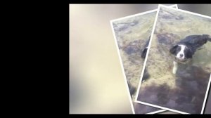 Бордер колли щенки продажа