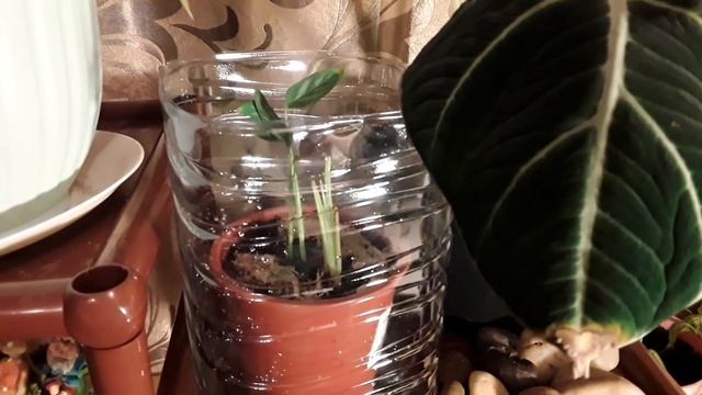 Пересадка ктенанты смотреть онлайн