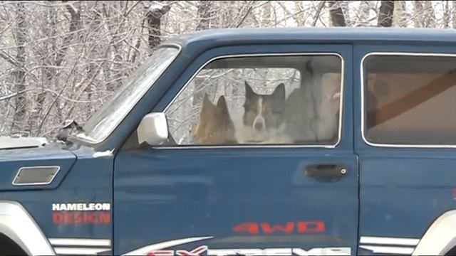 собаки за рулём.MOD смотреть онлайн