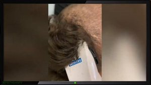 Смешные животные Лучшие Приколы с животными Ржака.mp4