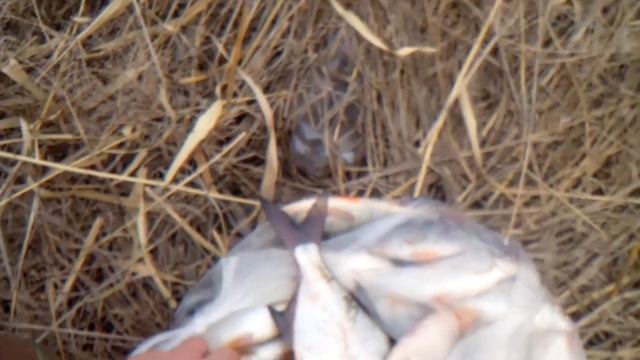 первый улов на поплавочку смотреть онлайн