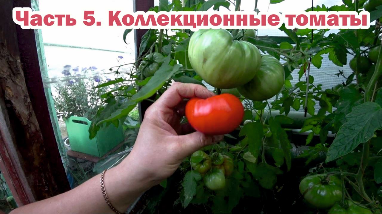 Обзор коллекционных томатов - 5