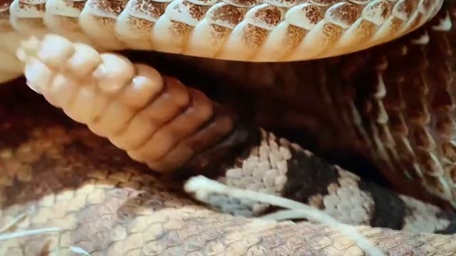 Брачный период гремучей змеи смотреть онлайн