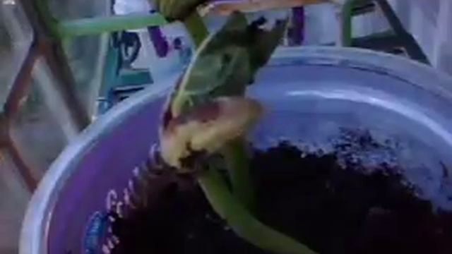 Рост семян фасоли 2 смотреть онлайн